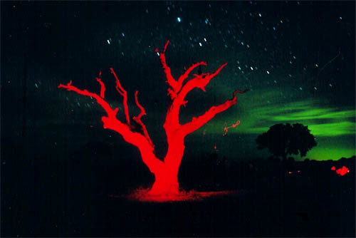 In the Night: Tree (2001) by Dennis Webb